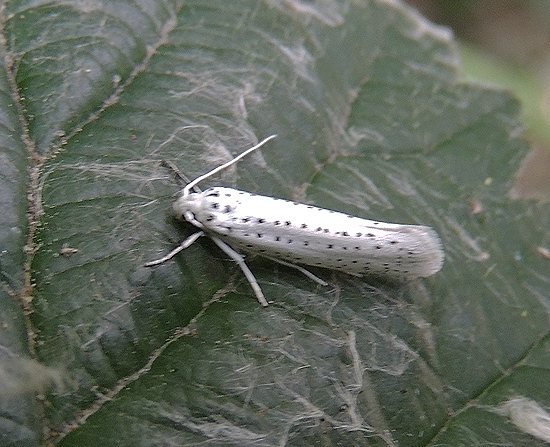 Yponomeuta cagnagella Yponomeutidae